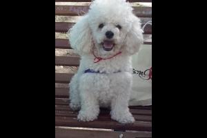 Miniatura publicación